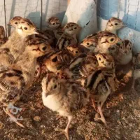 جوجه مرغ امریکایی
