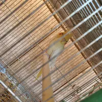 جفت عروس هلندی|پرنده|سراوان, |دیوار