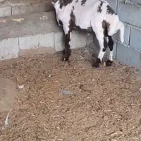 بره نر پلنگی