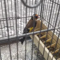 سره نر ب شرط خوندن