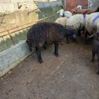 گوسفند با بره|لوازم جانبی حیوانات|رامیان, |دیوار