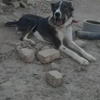 سگ افغان