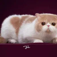 فروش بچه گربه پرشین اگزوتیک بای کالر خاص