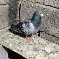 کبوتر نر|پرنده|آبپخش, |دیوار