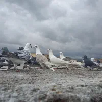 ۳۵ کفتر خوب عالی