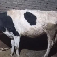 گاو آبستن|حیوانات مزرعه|سیلاخور, |دیوار