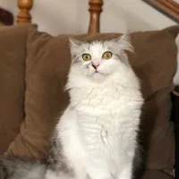 گربه گمشده به یا بنده مژده گونی خوبی داده میشود
