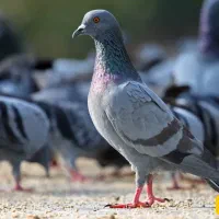 کبوتر پیدا شده
