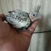 جوجه عروس هلندی سرلاکی
