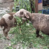 گوسفند همراه با بره