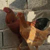 لاری|حیوانات مزرعه|آبدان, |دیوار