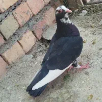 ماده پلنگ