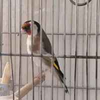 سهره نر رسمی جوجه قفس بخون رام