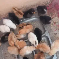 جوجه