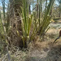 دمیت نخل کبکاب(پاجوش)|گل و گیاه طبیعی|سعدآباد, |دیوار