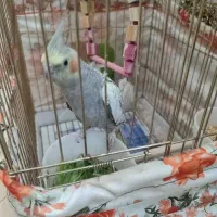 فروش عروس هلندی دستی با قفس