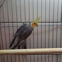 جفت عروس هلندی|پرنده|فسا, |دیوار