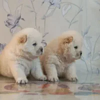 توله چاوچاواصیل