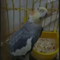 عروس هلندی