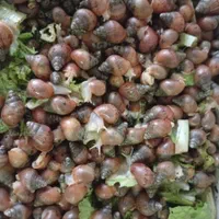 به علت تکثیر زیاد|خزنده|گلستان (تهران), |دیوار
