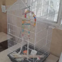 قغس پرنده گنبدی شکل بدون وستیل داخل