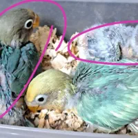 جوجه کوتوله