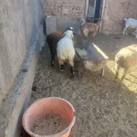 بره ماده سبک وزن|حیوانات مزرعه|درمیان, |دیوار