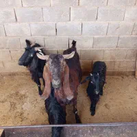 بز کهره دار|حیوانات مزرعه|فسا, |دیوار