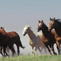 فروش اسب ترکمن