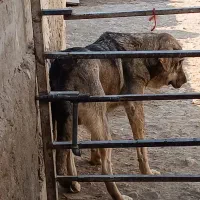 سگ پژدر از بهترین خون