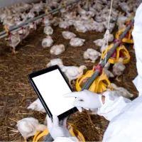 کارشناس پرورش طیور (مرغ مادر)