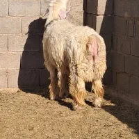 بره بذری عالی درجه ۱|حیوانات مزرعه|زرقان, |دیوار