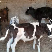 گوساله نر هلشتاین