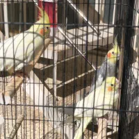 سه عدد عروس با قفس|پرنده|اردکان, |دیوار