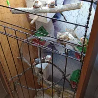 قفس بزرگ با پرنده|لوازم جانبی حیوانات|مشهد, امیریه|دیوار