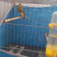 جفت قناری نرو ماده اماده