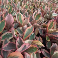 قاشقی لب ماتیکی|گل و گیاه طبیعی|محلات, |دیوار