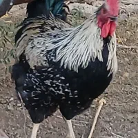 خروس رسمی