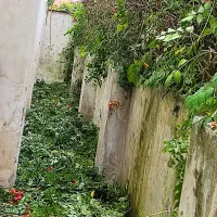 علف تراشی بادستگاه