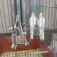 عروس هلندی|پرنده|بندرعباس, |دیوار