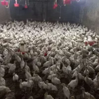 جوجه بوقلمون واکسن خورده و تخم نطفه دار بوقلمون