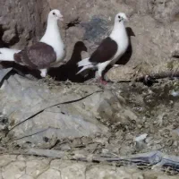 دو جفت پشت گراف|پرنده|تایباد, |دیوار