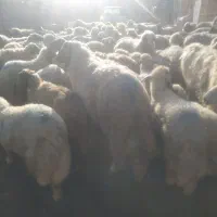 شیشک/شک ورن 2 شیره سنجابی