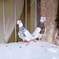 کفتر یک جفت نرماد طوقی شازده عروسک