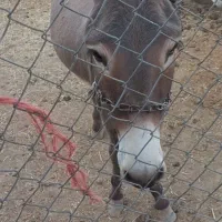 الاغ آرام گله ای
