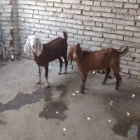 دو بز سالم وسرحال به شرط که ۲عدد باردار|حیوانات مزرعه|حمیدیه, |دیوار