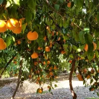 انجام هرس مرکبات در منازل و باغچه شهری|خدمات باغبانی و درختکاری|کازرون, |دیوار