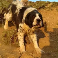 واگزاری نرو لاس اصیل|سگ|رودشت (اصفهان), |دیوار