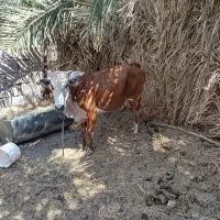 فروشی|حیوانات مزرعه|نگین کویر, |دیوار