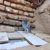 ۱ عدد کفتر فروشی